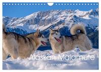 Alaskan Malamute in seinem Element (Wandkalender 2025 DIN A4 quer), CALVENDO Monatskalender