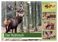 Der Rothirsch - Der König in unseren Wäldern (Wandkalender 2025 DIN A4 quer), CALVENDO Monatskalender