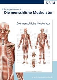 Lernposter Anatomie