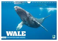 Wale: Giganten der Meere (Wandkalender 2025 DIN A4 quer), CALVENDO Monatskalender