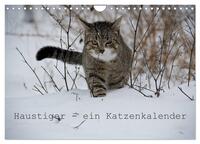 Haustiger - Ein Katzenkalender (Wandkalender 2025 DIN A4 quer), CALVENDO Monatskalender