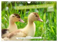 Entzückende Entenküken (Wandkalender 2025 DIN A4 quer), CALVENDO Monatskalender