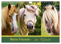 Meine Freunde - die Pferde (Wandkalender 2025 DIN A4 quer), CALVENDO Monatskalender