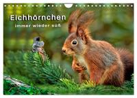 Eichhörnchen - immer wieder süß (Wandkalender 2025 DIN A4 quer), CALVENDO Monatskalender