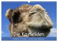 Die Kameliden. Hübsche Kamele, Lamas und Alpakas (Wandkalender 2025 DIN A3 quer), CALVENDO Monatskalender