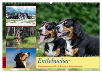 Entlebucher - Temperamentvolle Schweizer Sennenhunde (Wandkalender 2025 DIN A2 quer), CALVENDO Monatskalender