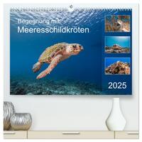 Begegnung mit Meeresschildkröten (hochwertiger Premium Wandkalender 2025 DIN A2 quer), Kunstdruck in Hochglanz