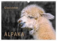 Alpaka Gesichter (Wandkalender 2025 DIN A3 quer), CALVENDO Monatskalender