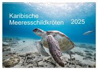 Karibische Meeresschildkröten (Wandkalender 2025 DIN A3 quer), CALVENDO Monatskalender