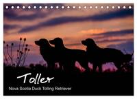 Toller - Nova Scotia Duck Tolling Retriever (Tischkalender 2025 DIN A5 quer), CALVENDO Monatskalender