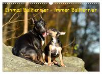 Einmal Bullterrier - immer Bullterrier (Wandkalender 2025 DIN A3 quer), CALVENDO Monatskalender