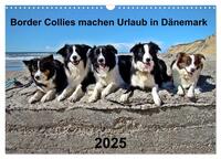 Border Collies machen Urlaub in Dänemark (Wandkalender 2025 DIN A3 quer), CALVENDO Monatskalender