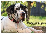 Deutsche Doggen - Sanfte Riesen (Wandkalender 2025 DIN A4 quer), CALVENDO Monatskalender