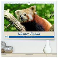 Kleiner Panda auf Entdeckungstour (hochwertiger Premium Wandkalender 2025 DIN A2 quer), Kunstdruck in Hochglanz