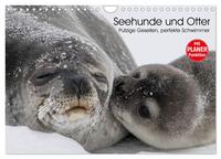 Seehunde und Otter. Putzige Gesellen, perfekte Schwimmer (Wandkalender 2025 DIN A4 quer), CALVENDO Monatskalender