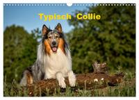 Typisch Collie (Wandkalender 2025 DIN A3 quer), CALVENDO Monatskalender