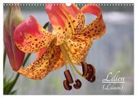 Lilien (Lilium) (Wandkalender 2025 DIN A3 quer), CALVENDO Monatskalender