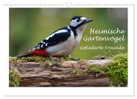 Heimische Gartenvögel - Gefiederte Freunde (Wandkalender 2025 DIN A3 quer), CALVENDO Monatskalender