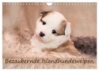 Bezaubernde Islandhundewelpen (Wandkalender 2025 DIN A4 quer), CALVENDO Monatskalender