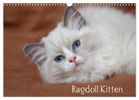 Ragdoll Kitten (Wandkalender 2025 DIN A3 quer), CALVENDO Monatskalender