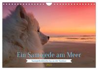 Ein Samojede am Meer (Wandkalender 2025 DIN A4 quer), CALVENDO Monatskalender