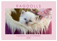 RAGDOLLS Impressionen aus der Kinderstube (Wandkalender 2025 DIN A2 quer), CALVENDO Monatskalender