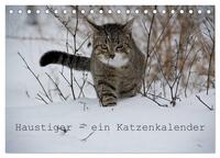 Haustiger - Ein Katzenkalender (Tischkalender 2025 DIN A5 quer), CALVENDO Monatskalender