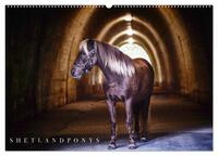 Shetlandpony Kalender (Wandkalender 2025 DIN A2 quer), CALVENDO Monatskalender