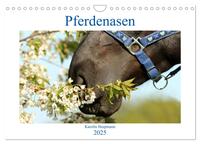 Pferdenasen (Wandkalender 2025 DIN A4 quer), CALVENDO Monatskalender