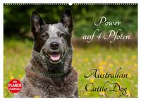 Power auf 4 Pfoten. Australian Cattle Dog (Wandkalender 2025 DIN A2 quer), CALVENDO Monatskalender