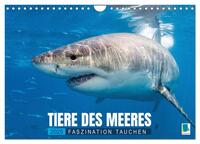 Tiere des Meeres: Faszination Tauchen (Wandkalender 2025 DIN A4 quer), CALVENDO Monatskalender