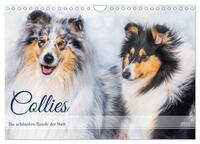 Collies - die schönsten Hunde der Welt (Wandkalender 2025 DIN A4 quer), CALVENDO Monatskalender