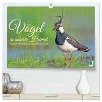 Vögel in unserer Heimat: Kiebitz, Wiedehopf und Turteltaube (hochwertiger Premium Wandkalender 2025 DIN A2 quer), Kunstdruck in Hochglanz