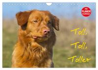 Toll, toll, Toller (Wandkalender 2025 DIN A4 quer), CALVENDO Monatskalender