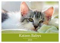 Katzenbabys (Wandkalender 2025 DIN A2 quer), CALVENDO Monatskalender