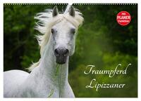 Traumpferd Lipizzaner (Wandkalender 2025 DIN A2 quer), CALVENDO Monatskalender