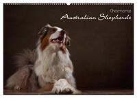 Charmante Australian Shepherds (Wandkalender 2025 DIN A2 quer), CALVENDO Monatskalender