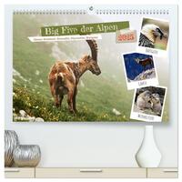 Big Five der Alpen Gämse, Steinbock, Murmeltier, Steinadler, Bartgeier (hochwertiger Premium Wandkalender 2025 DIN A2 quer), Kunstdruck in Hochglanz