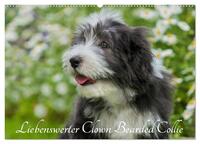 Liebenswerter Clown Bearded Collie (Wandkalender 2025 DIN A2 quer), CALVENDO Monatskalender