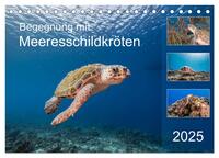 Begegnung mit Meeresschildkröten (Tischkalender 2025 DIN A5 quer), CALVENDO Monatskalender