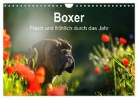 Boxer Frech und fröhlich durch das Jahr (Wandkalender 2025 DIN A4 quer), CALVENDO Monatskalender