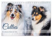 Collies - die schönsten Hunde der Welt (Tischkalender 2025 DIN A5 quer), CALVENDO Monatskalender