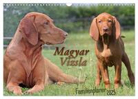 Familienplaner - Magyar Vizsla (Wandkalender 2025 DIN A3 quer), CALVENDO Monatskalender