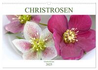 Christrosen (Wandkalender 2025 DIN A3 quer), CALVENDO Monatskalender