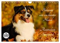 Bekannt wie ein bunter Hund. Australian Shepherd (Wandkalender 2025 DIN A4 quer), CALVENDO Monatskalender