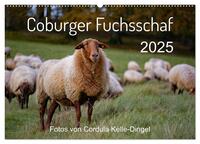 Coburger Fuchsschaf (Wandkalender 2025 DIN A2 quer), CALVENDO Monatskalender