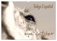 Galgo eye-catcher (Wandkalender 2025 DIN A2 quer), CALVENDO Monatskalender