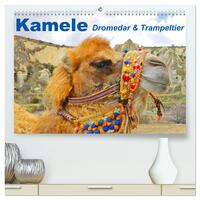 Kamele • Dromedar & Trampeltier (hochwertiger Premium Wandkalender 2025 DIN A2 quer), Kunstdruck in Hochglanz