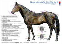 Akupunkturtafel für Pferde 8