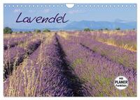 Lavendel (Wandkalender 2025 DIN A4 quer), CALVENDO Monatskalender